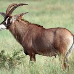 roan antelope